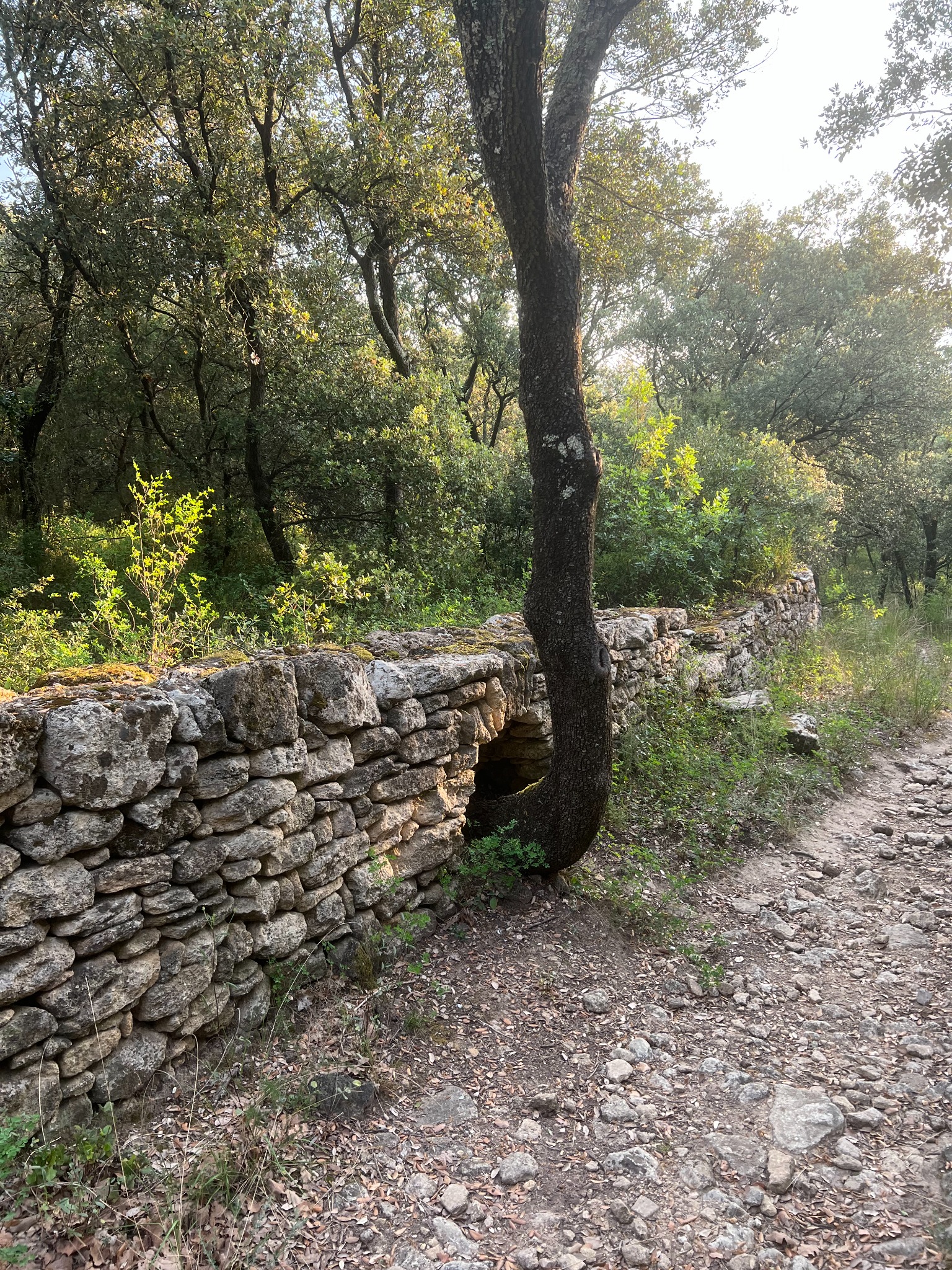 An old dry-stone wall beside a woodland path