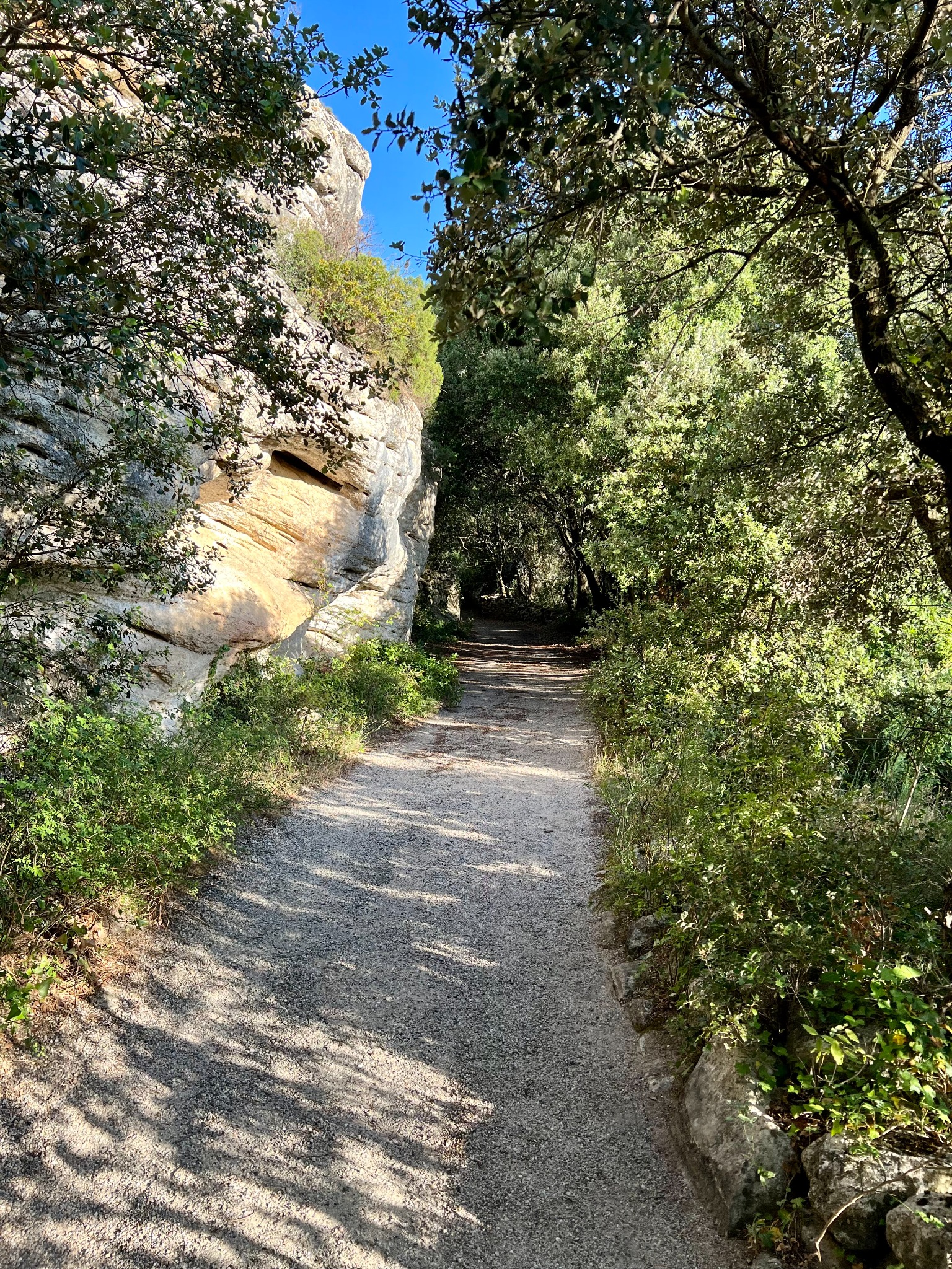 A shaded nature trail beneath evergreen oaks