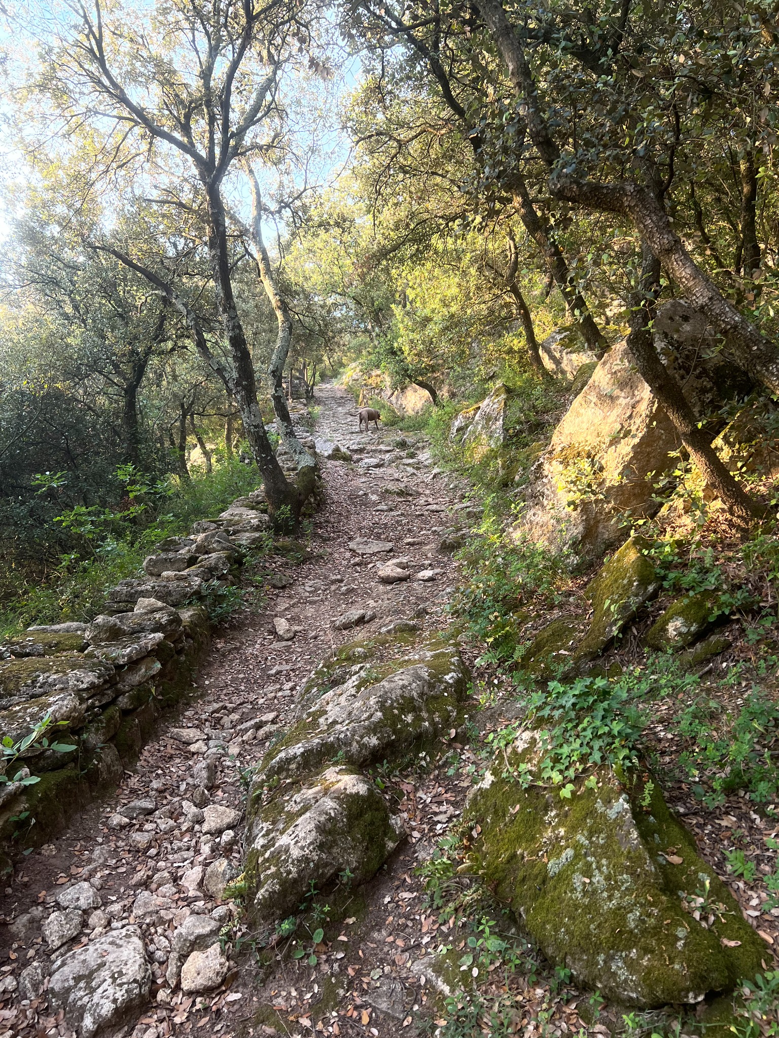 A sunlit rocky trail through the garrigue