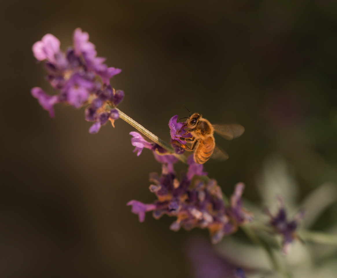 Bee among the lavender