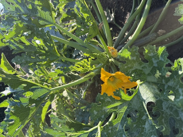 Fresh courgettes growing in the potager